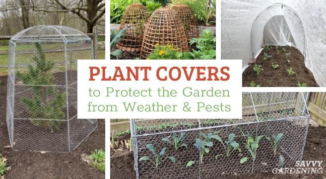 DIY Pest Control for the Garden: Protecting Your Plants