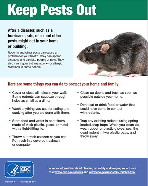 Rodent Control 101: How to Keep Mice and Rats at Bay