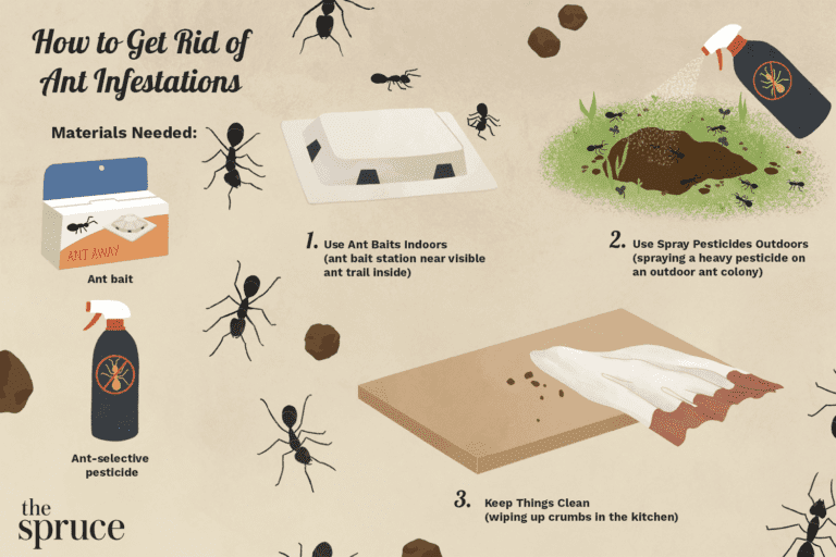 Understanding Ant Infestations: Tips and Tricks from a Professional