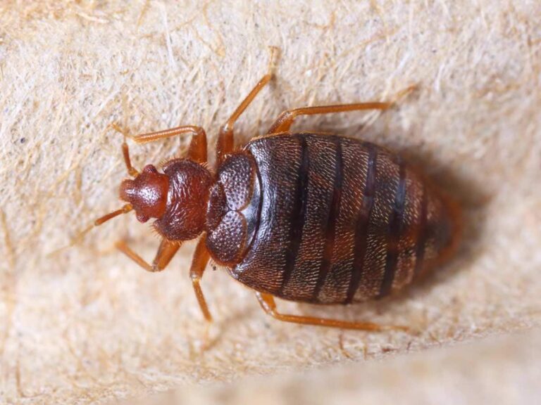 Dealing with Bed Bugs: Prevention and Effective Treatment Options