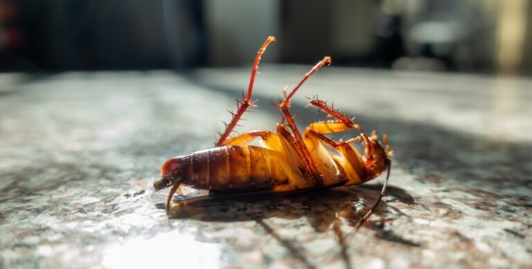 Preventing Infestations: How to Keep Pests Away from Your Home