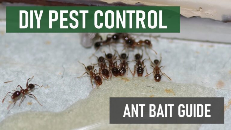 The Ultimate Guide to Understanding Ants for DIY Pest Control