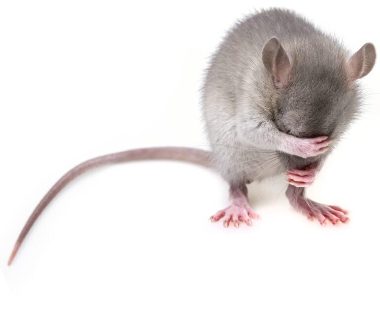 Rodent Control 101: Keeping Rats and Mice at Bay