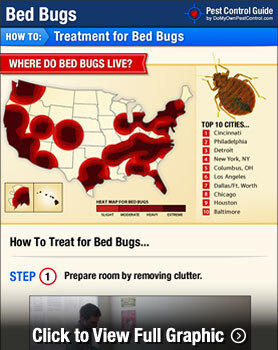 Getting rid of Bedbugs: A DIY Solution