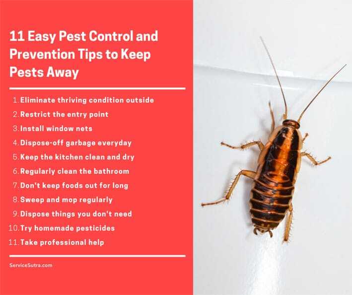 DIY Pest Control Mistakes to Avoid: Common Errors and How to Fix Them