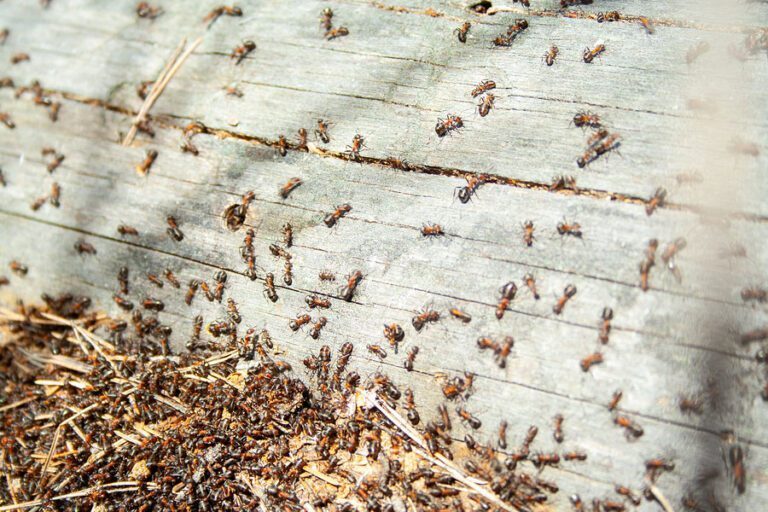 Preventing Pest Infestations: Steps to Take During Home Construction