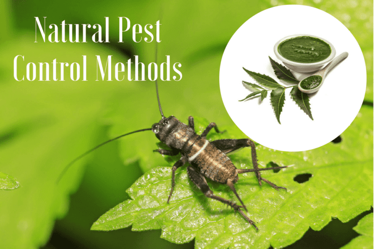 Going Green: Natural Pest Control Remedies