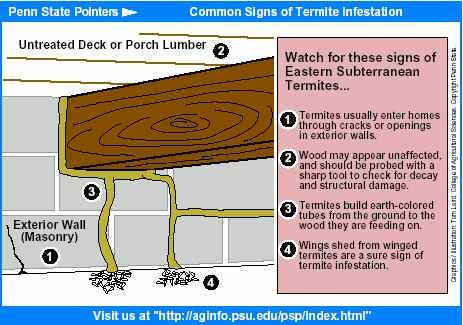10 Signs of a potential Termite Infestation and How to Deal with It