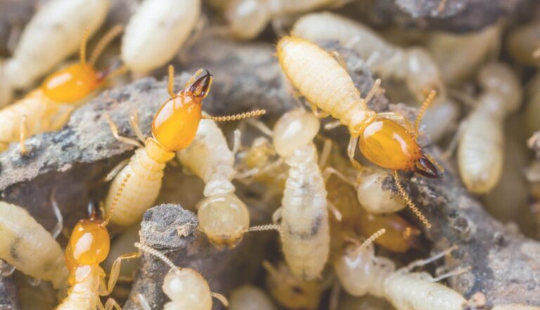 Preventative Measures for a Termite-Free Home