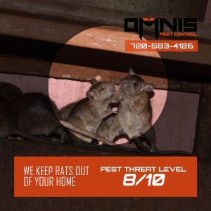 Effective Rat Control Solutions for Homeowners
