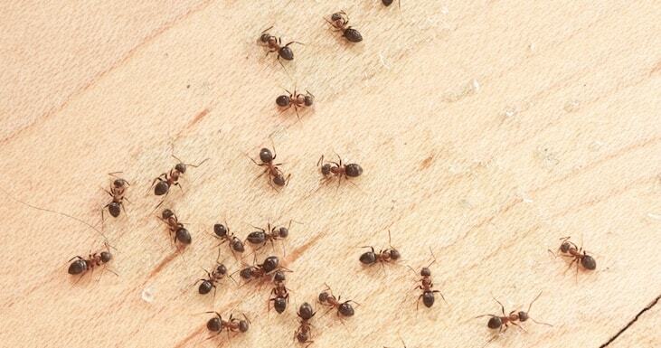 From Ants to Termites: How to Keep Pests Out of your Kitchen