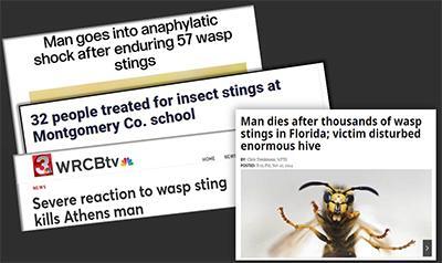 Dealing with Stinging Insects: Wasp, Bee, and Hornet Control