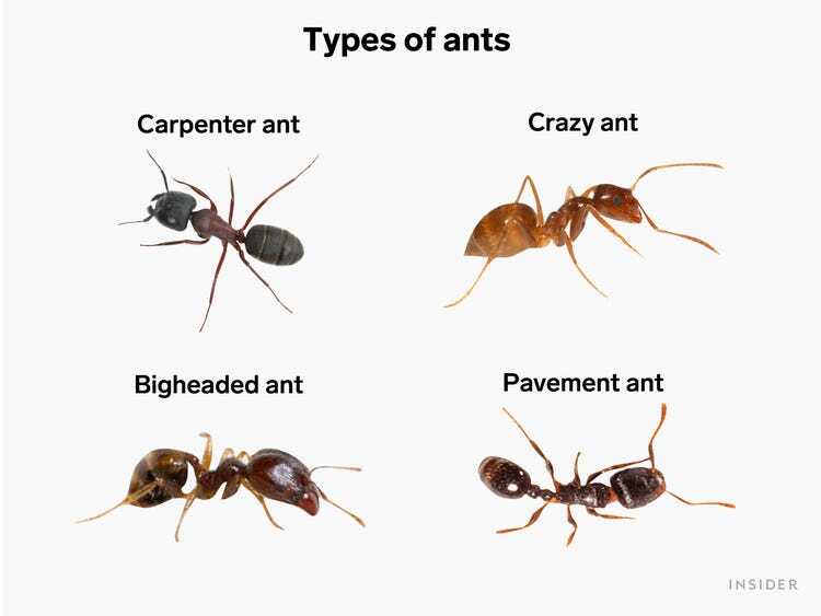 Dealing with Ants: Effective Prevention and Control Methods