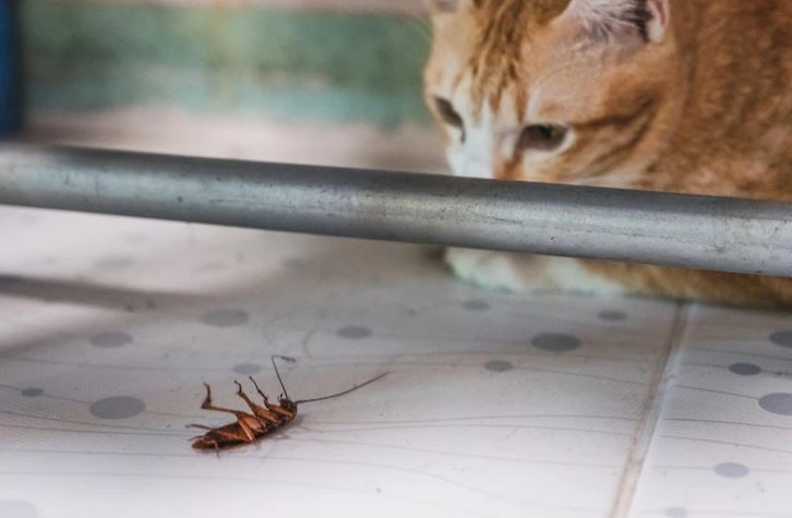 DIY Pest Control for Renters: How to Handle Pests in Rented Spaces