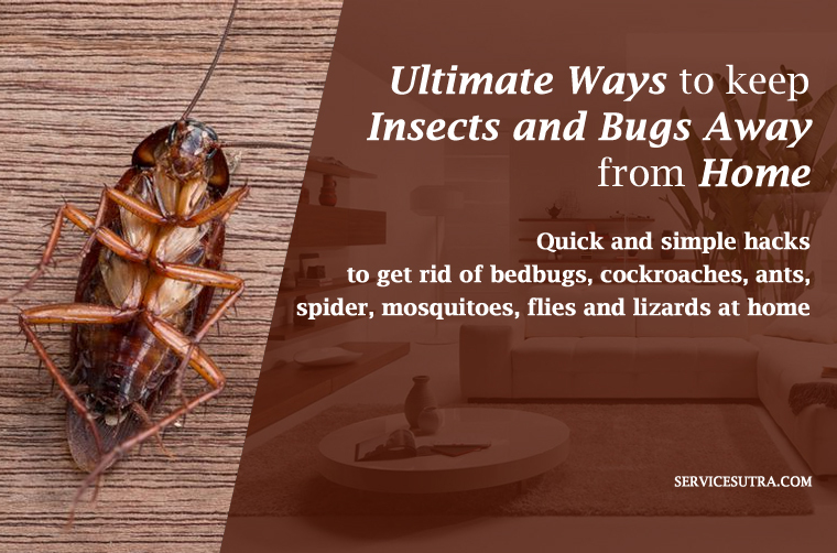 The Ultimate Guide to Preventing Pest Infestations at Home