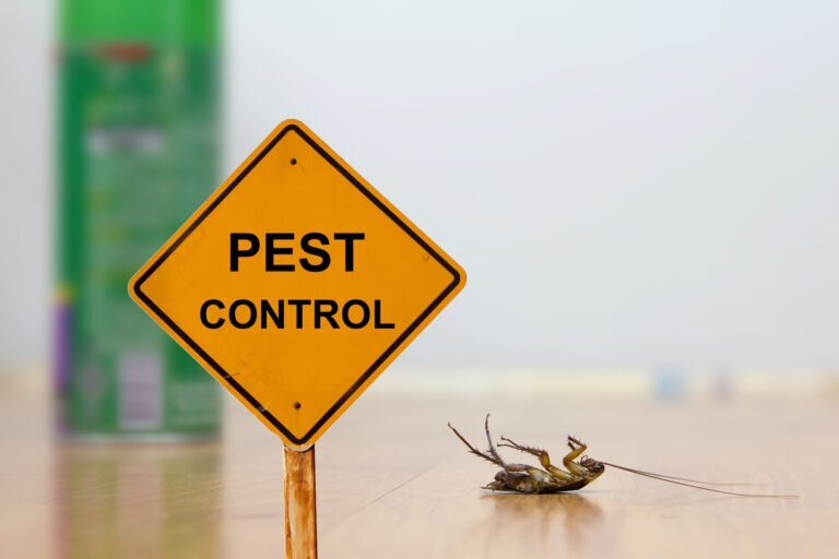 Mistakes to Avoid in DIY Pest Control