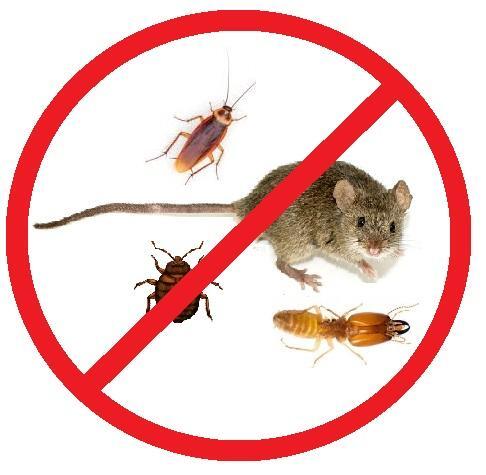 The Importance of Regular Pest Inspections: Uncover Hidden Threats