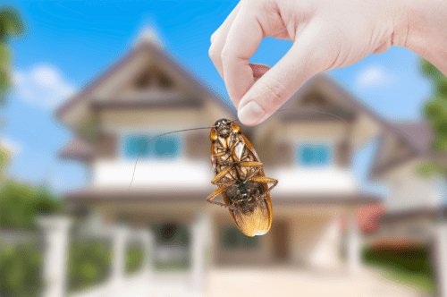 Preventing Pest Infestations in Rental Properties: A Landlord’s Guide