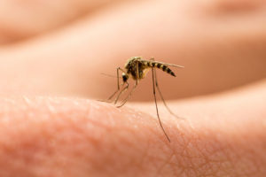 Mosquito Prevention: Protecting Your Home and Family