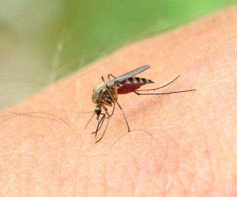 Preventing Mosquito Infestations: Tips and Tricks