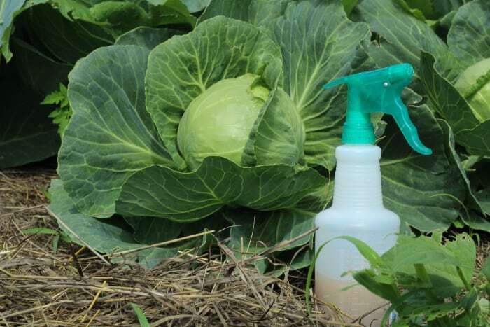 DIY Pest Control Methods: Traps and Homemade Insecticides