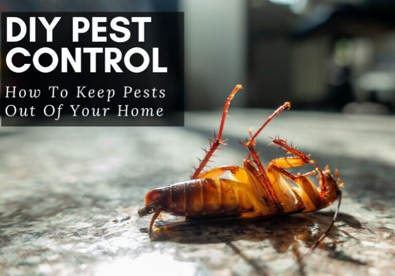 Top 5 DIY Tips for Preventing Pest Infestations