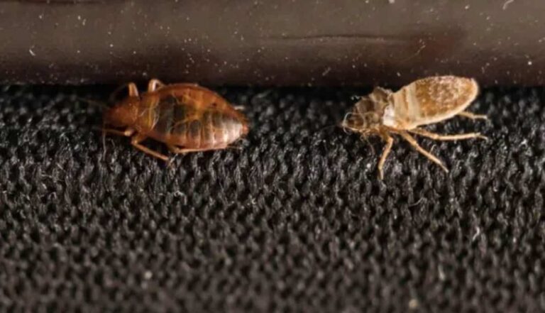 Bed Bugs: A Comprehensive Guide to DIY Pest Control