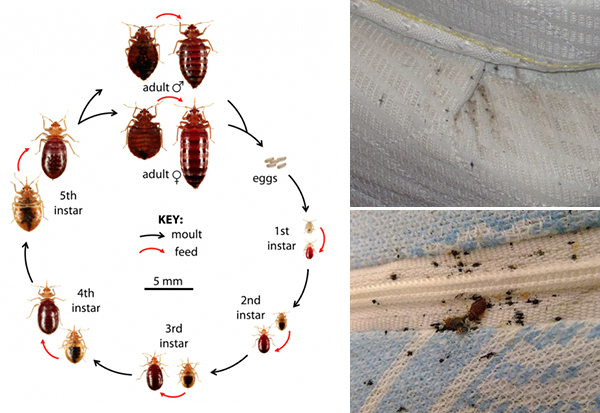 Dealing with Bed Bugs: Tips for Prevention and Treatment