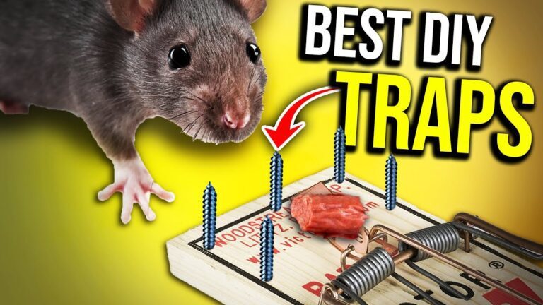 The Best DIY Rat Control Methods You Can Do at Home