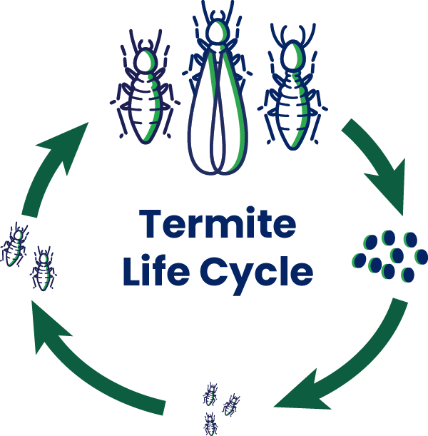 The Life Cycle of Household Pests: A Comprehensive Guide