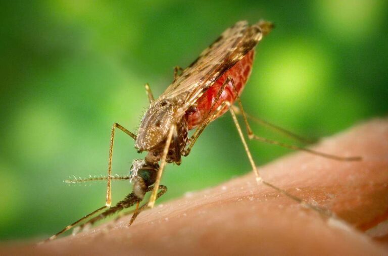 Controlling Mosquitoes: Strategies for a Pest-Free Yard
