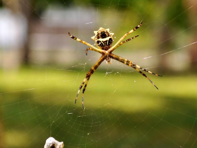 Spider Control: How to Keep Arachnids at Bay