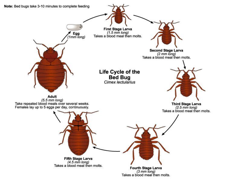 Managing Bed Bugs: Tips for Elimination and Prevention