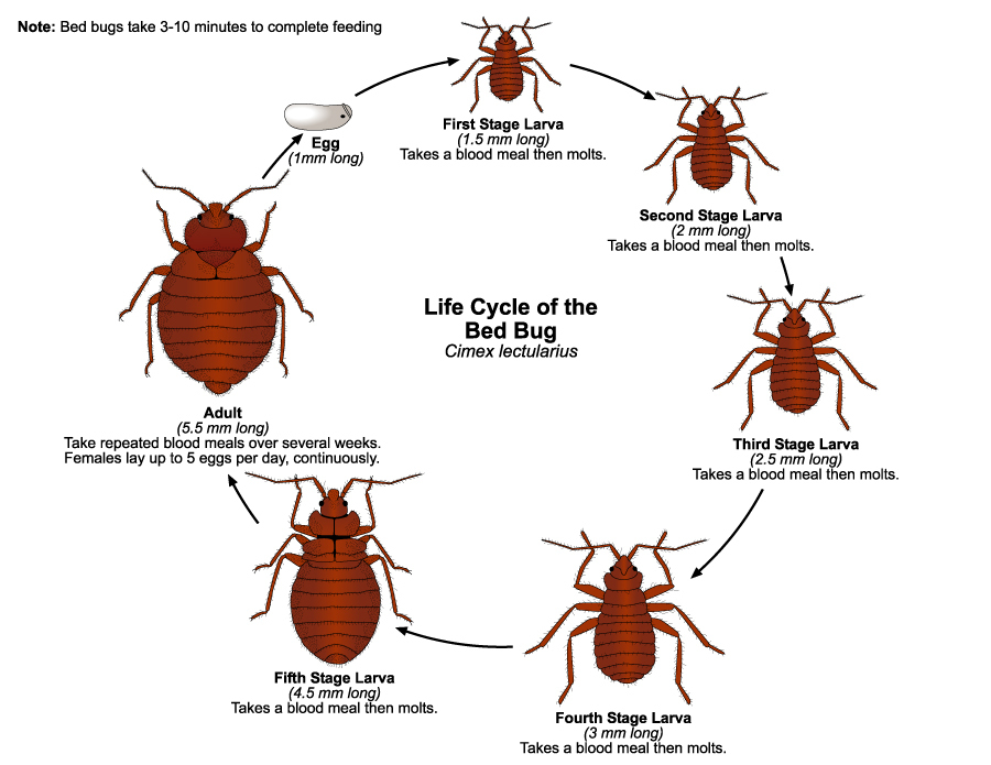 CC BY NC ND 4.0 image/jpeg Resolution: 900x695, File size: 213Kb, Clipart of the Bed Bugs