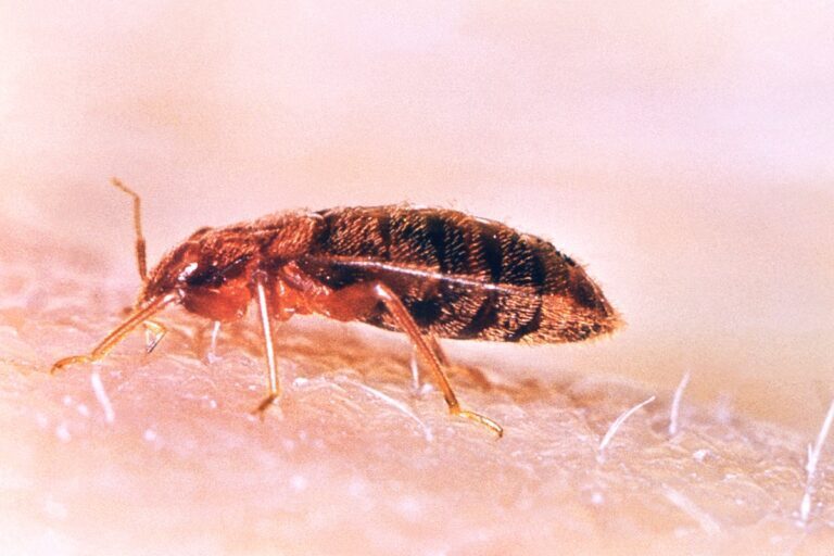 15. Battling Bed Bugs: Effective Strategies for Control