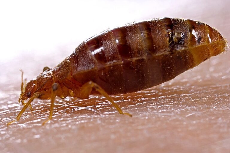 How to Identify and Treat Bed Bug Bites