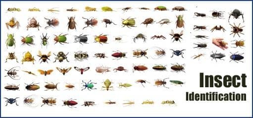 Common Pests Found in Homes and How to Identify Them