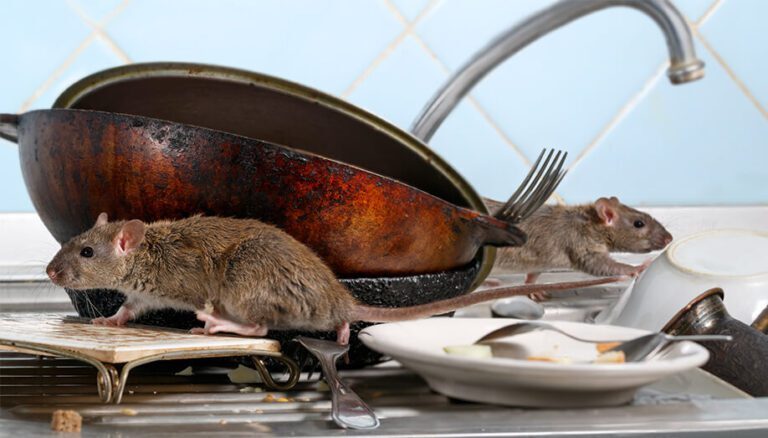 Preventing Pest Infestations in Food Storage Areas: Tips for Restaurants