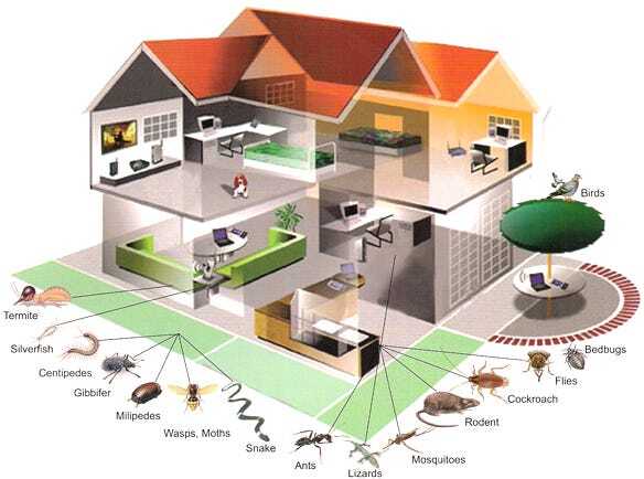 Safe Pest Control in Residential Areas: What You Need to Know