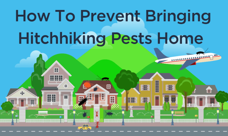 Preventative Pest Control: Tips for Travelers to Avoid Bringing Pests Home