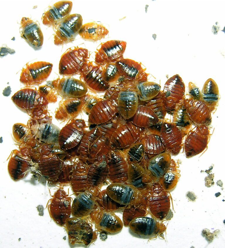 Identifying and Managing Bed Bug Infestations