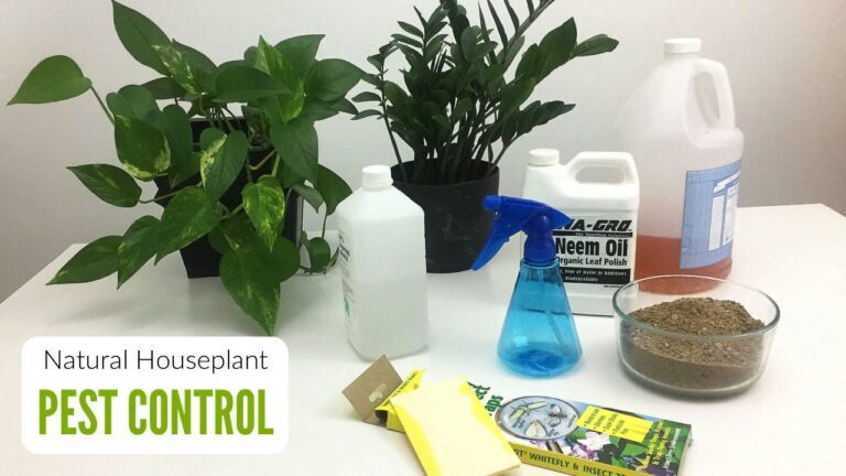 Safe and Eco-Friendly Pest Control: Natural Remedies and Non-Toxic Treatments
