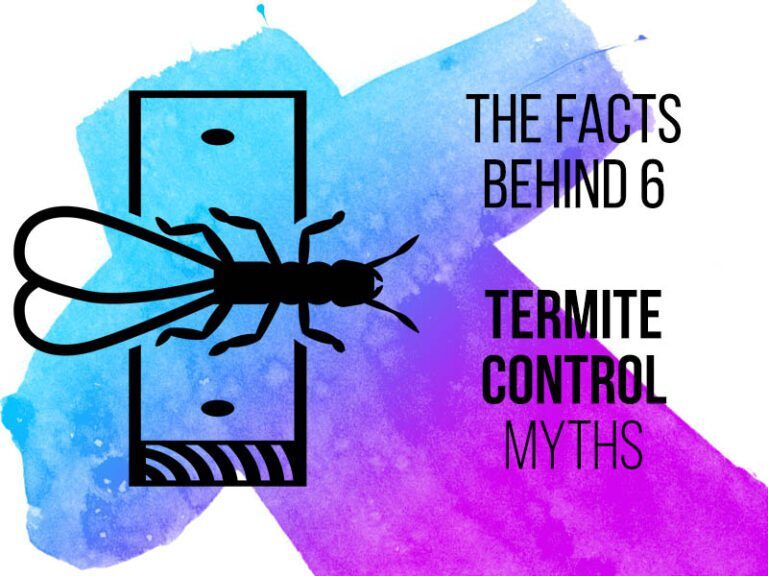 The Truth about Pest Control Myths: Debunking Common Misconceptions