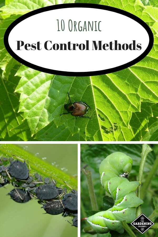 Natural and Eco-Friendly Methods for Preventing Pest Infestations