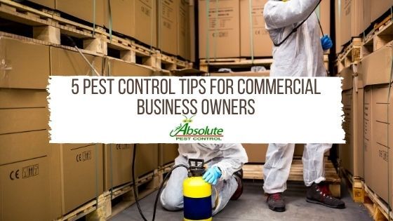 Preventative Pest Control for Commercial Properties: Key Strategies for Success