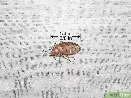 Common Household Pests: How to Identify and Eliminate Them