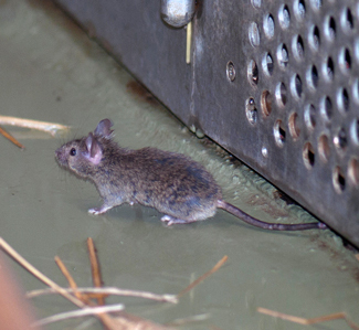Eliminating Mice in Your Home: DIY Methods That Get Results