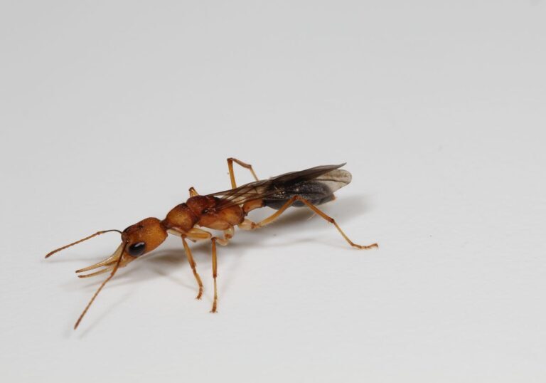 Uncovering the Secrets of Pest Behavior: A Comprehensive Overview