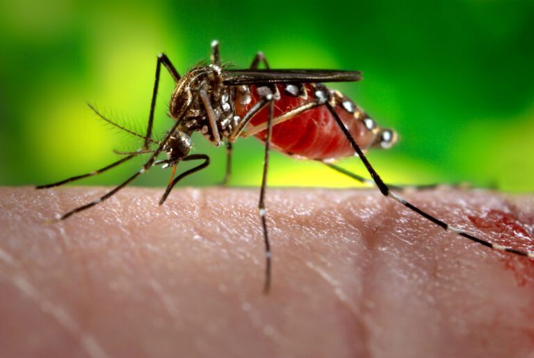 Mosquitoes: The Buzz on Avoiding Bites and Controlling Populations