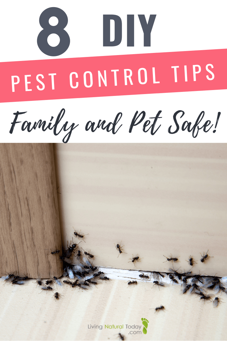 Practical Safety Tips for DIY Pest Control
